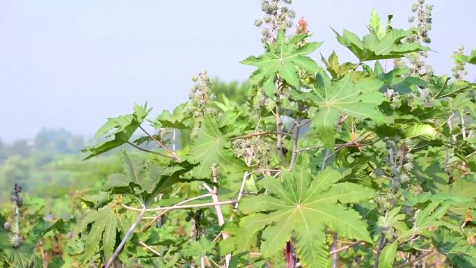 蓖麻，蓖麻豆或蓖麻油植物，绿籽蓖麻油植物，草药