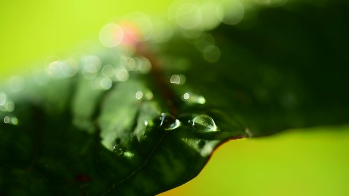 雨季时树叶上的大水滴