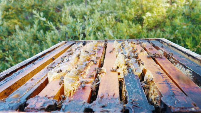 可持续性，蜂巢和蜂蜜与蜜蜂在农场收获，特写和自然生态。蜂胶，农业和昆虫在箱框在农村蜂房，食品和加工