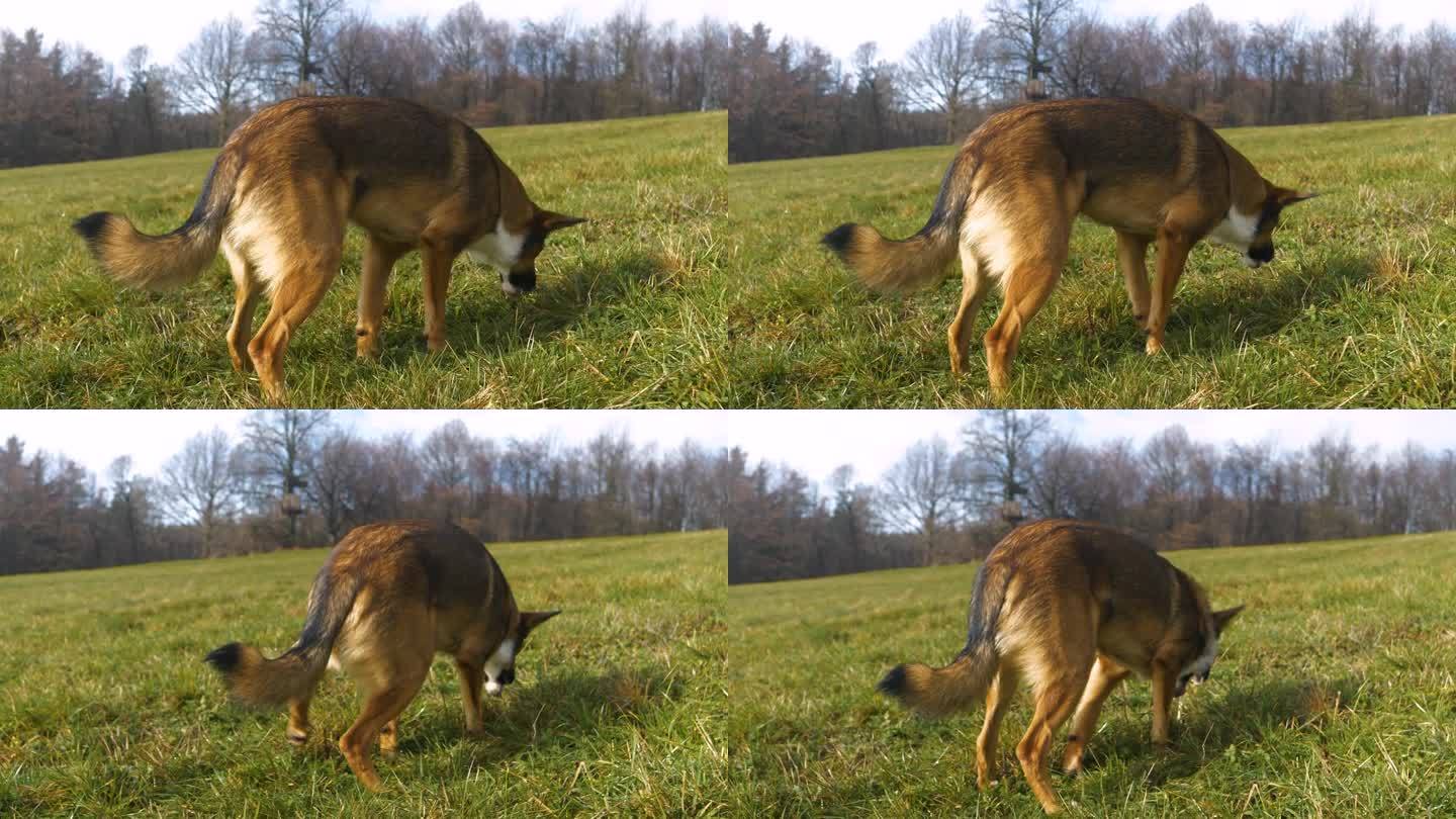 特写:一只棕色的混血狗在绿色的草地上散步时吐出黏液
