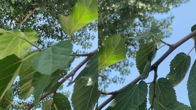 夏天小清新空镜素材