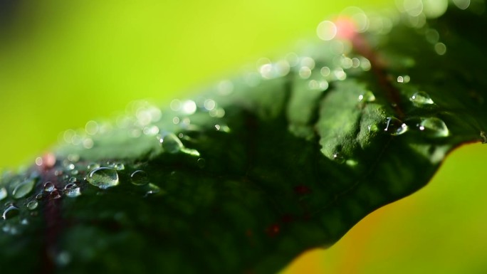雨季时树叶上的大水滴