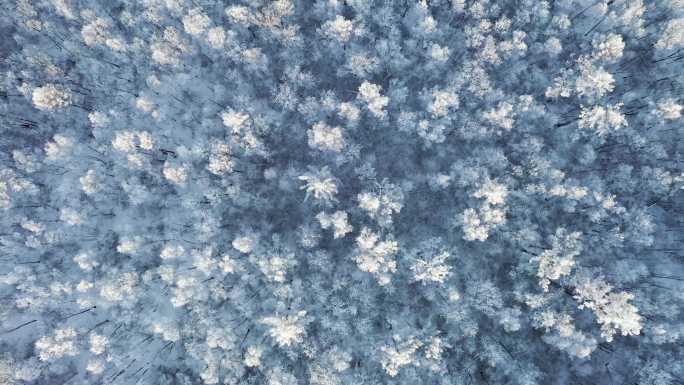 林海雪原 唯美高山雾凇