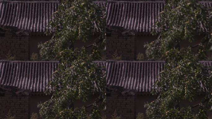 实拍农村屋墙外的枣树实拍