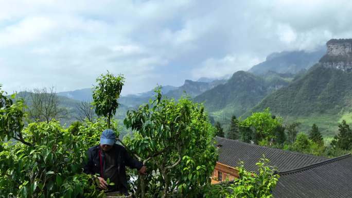 千年古树茶 茶树村