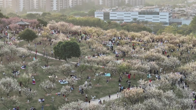 中国广东省广州市黄埔区市民广场梅花盛开