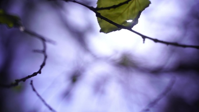 阳光下的树叶 空镜头升格