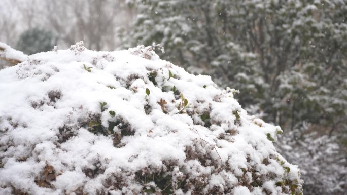 冬天大雪雪景下雪树叶积雪唯美飘雪特写4K