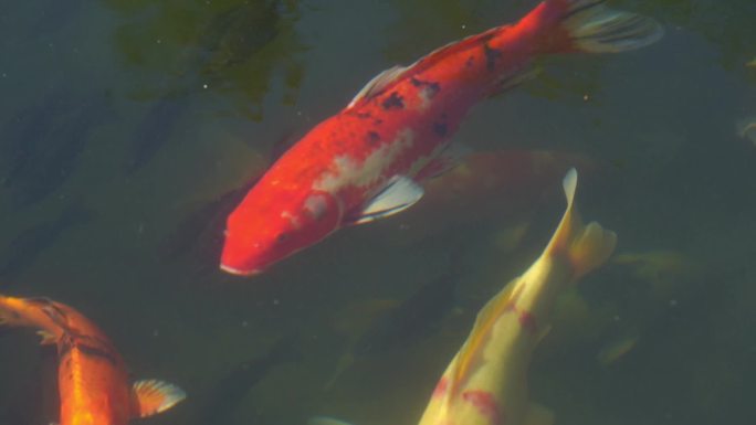 池塘里红鲤鱼锦鲤