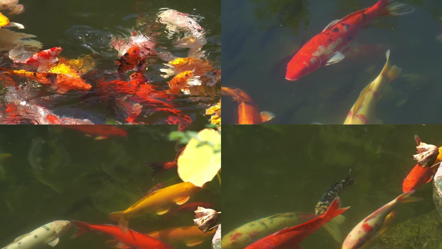 池塘里红鲤鱼锦鲤