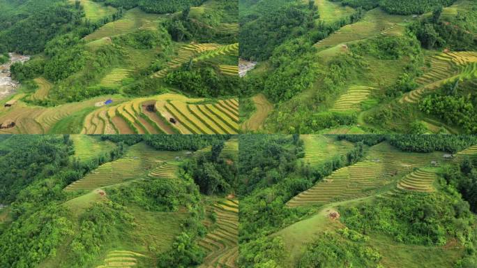绿色和金色的水稻梯田作物在青山脚下，亚洲，越南，东京，萨帕，朝老蔡，在夏天，在一个阳光明媚的日子。