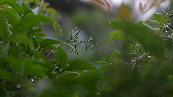 一场暴雨的4K视频，有闪电和雷声，可听和被动的雨滴声