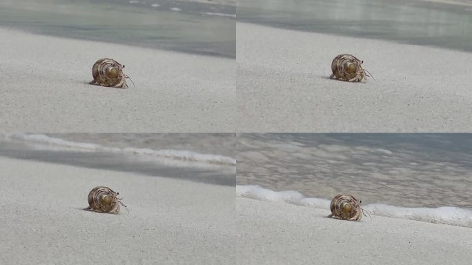 有趣的马尔代夫寄居蟹被海浪卷走:Malahini Kuda Bandos，马尔代夫