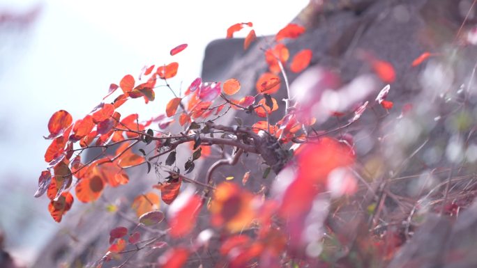 红叶 三峡 重庆 大山 红叶飘飘