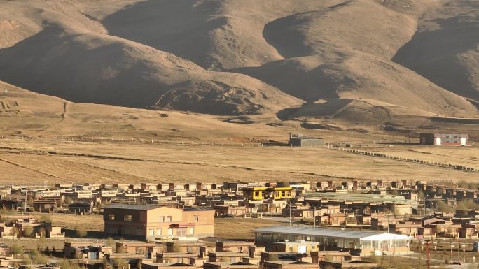 西藏 旅拍 旅游 宣传片 航拍  牦牛