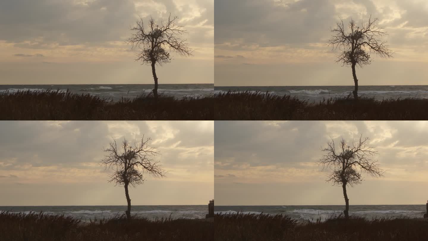 孤独的光秃秃的树矗立在波涛汹涌的海岸上，映衬着夕阳的天空。历经风雨，是大自然坚韧的唯一象征。海岸景观