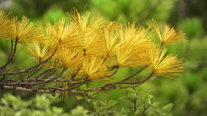 日本落叶松，俗称日本落叶松，是一种中型到大型落叶针叶树