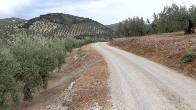 圣地亚哥之路在典型的西班牙乡村橄榄树林中向前延伸