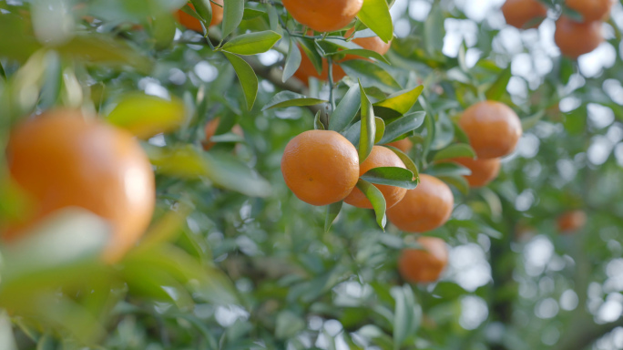 【4K原创】柑橘