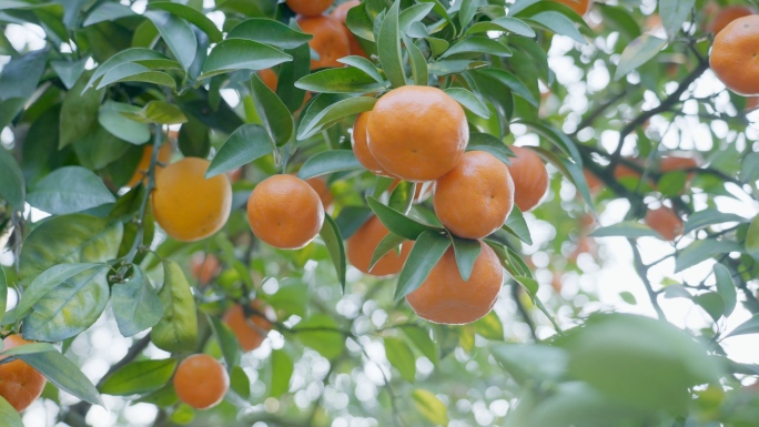【4K原创】柑橘、红桔、古红桔