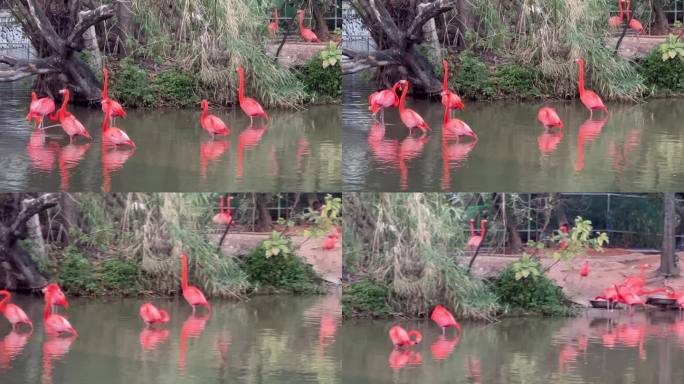 广州动物园火烈鸟素材1080P实拍视频
