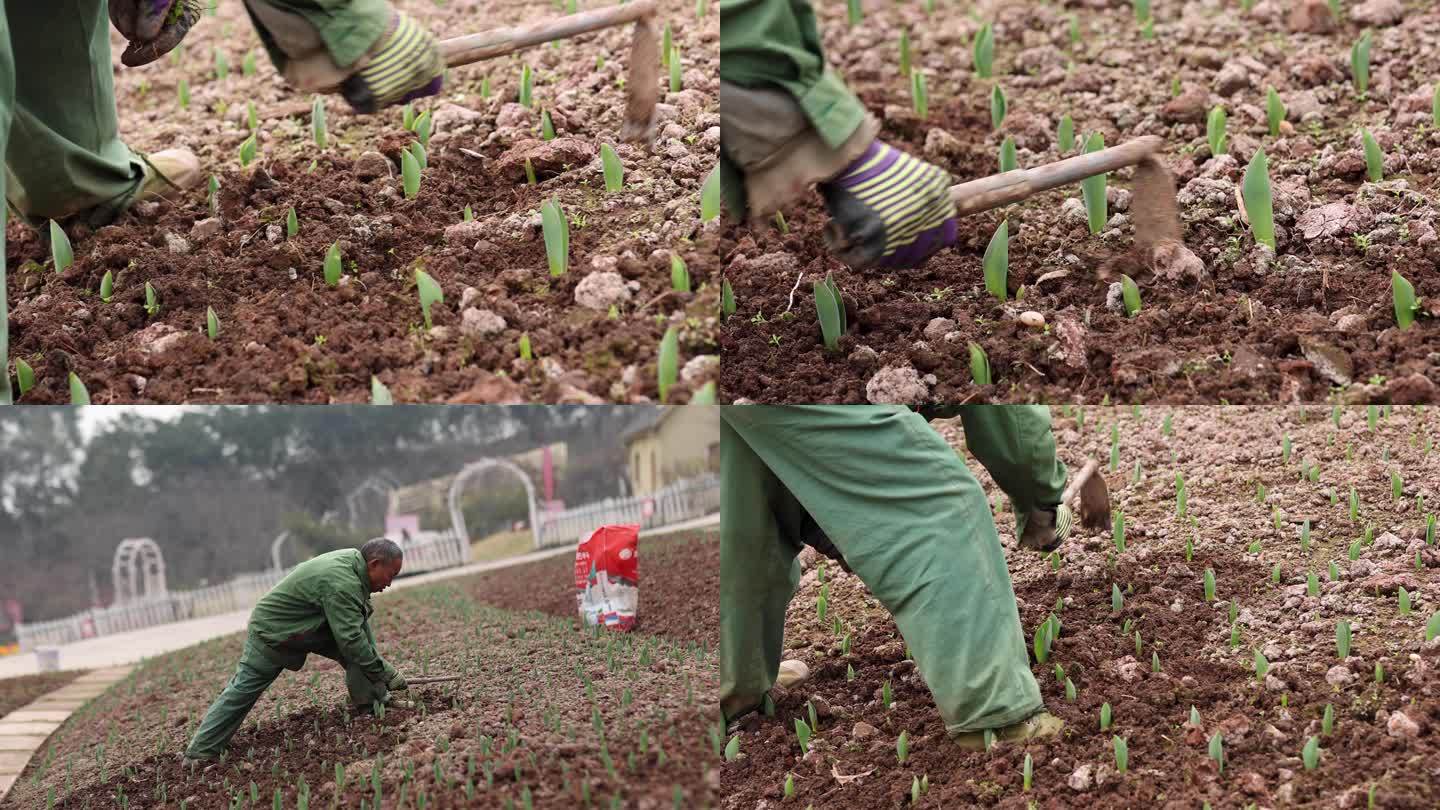 郁金香种植 郁金香幼苗 除草