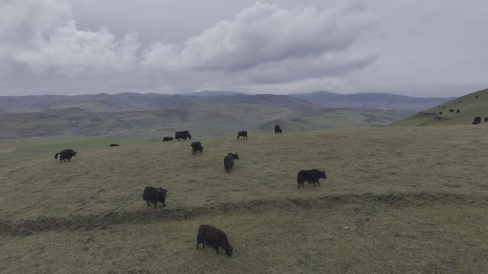 牧场 草原 牦牛 航拍