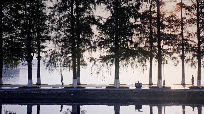 武汉东湖清晨树荫下晨练的人群剪影