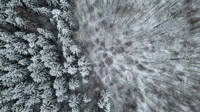 白雪皑皑的森林过渡到密密的开放与冰雪冻结的地面下降鸟瞰图