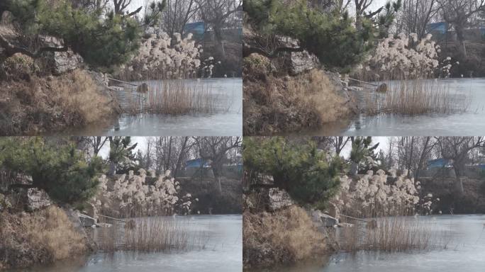 航拍威海刘公岛东村冬季小湖冰面芦苇树木