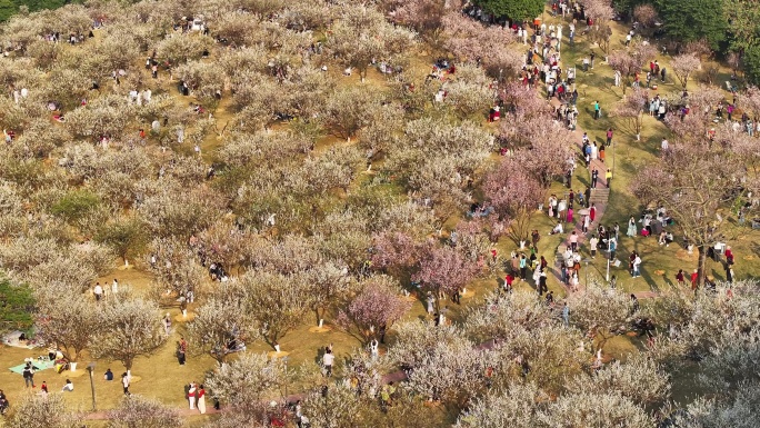 中国广东省广州市黄埔区市民广场梅花盛开