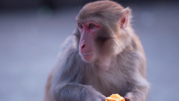 猴子 橙子 脐橙 猴子吃东西 人文