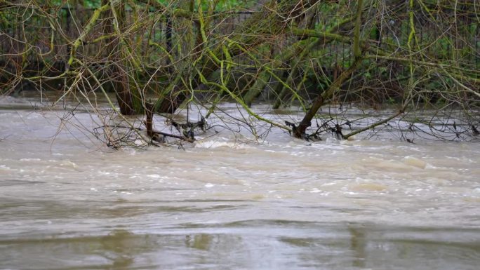 在慢镜头中，暴雨过后，非常高的水位冲垮了河岸和沼泽，淹没了树木。