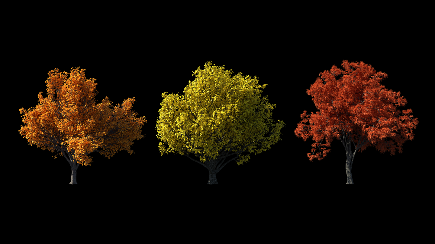 秋季摆动树动画背景透明序列