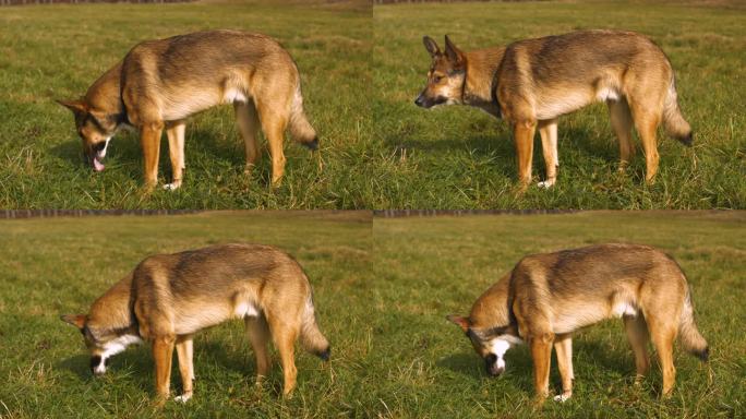 特写:可爱的牧羊犬在乡间散步时嚼着绿草