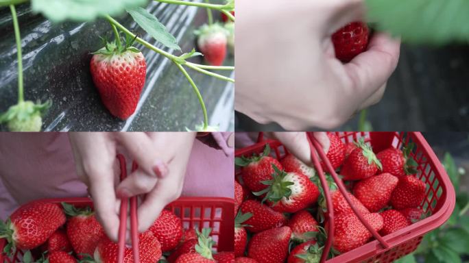 草莓采摘