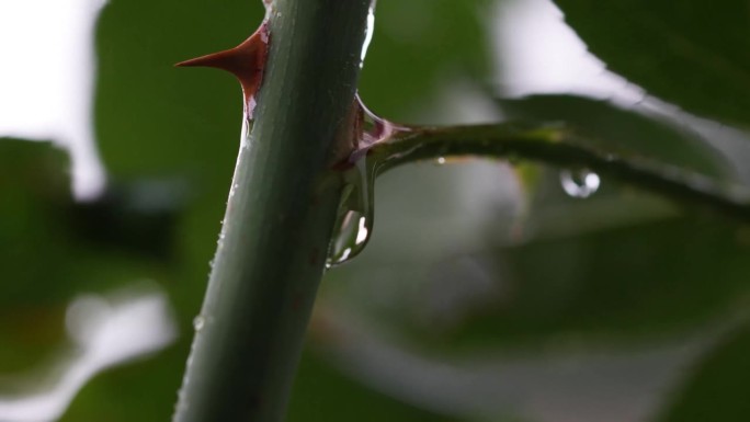 一场暴雨的4K视频，有闪电和雷声，可听和被动的雨滴声