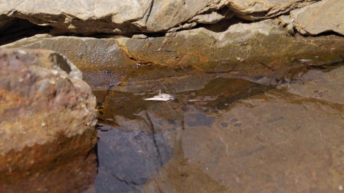 水黾在岩石环绕的池塘表面滑行