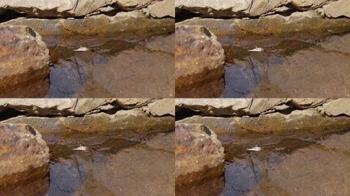 水黾在岩石环绕的池塘表面滑行