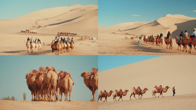 骑骆驼的游客