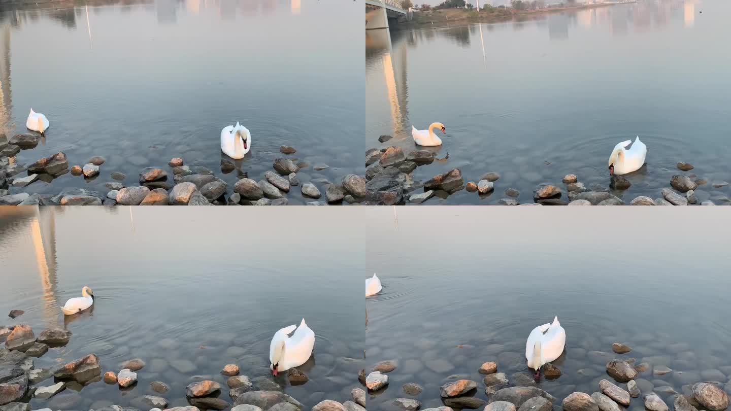 蓝色星球 生态天鹅湖