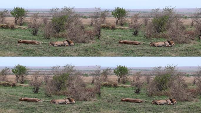 一对狮子在肯尼亚马赛马拉国家保护区打盹
