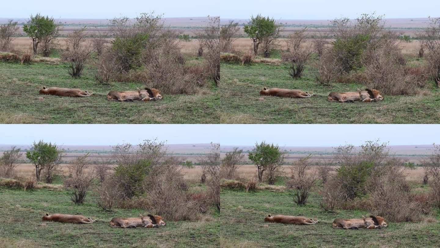 一对狮子在肯尼亚马赛马拉国家保护区打盹