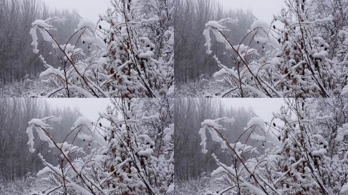 飞雪迎春