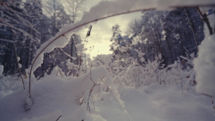 森林里的树枝上覆盖着霜和雪