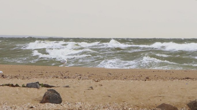 汹涌的海浪冲击着沙滩，风暴在海洋上酝酿，海鸥勇敢地面对着大风的海滩景象。戏剧性的沿海天气捕捉自然现象