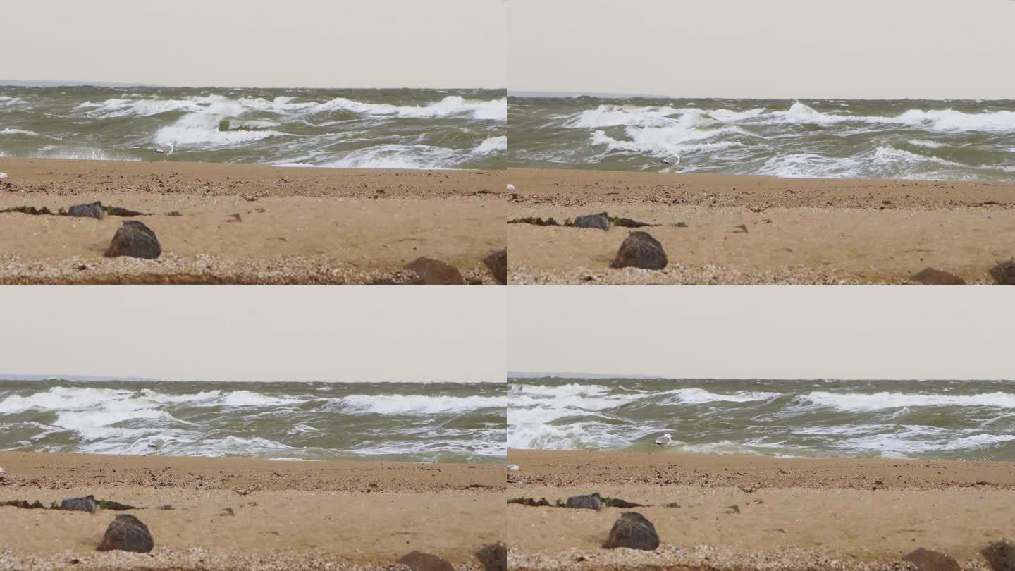 汹涌的海浪冲击着沙滩，风暴在海洋上酝酿，海鸥勇敢地面对着大风的海滩景象。戏剧性的沿海天气捕捉自然现象