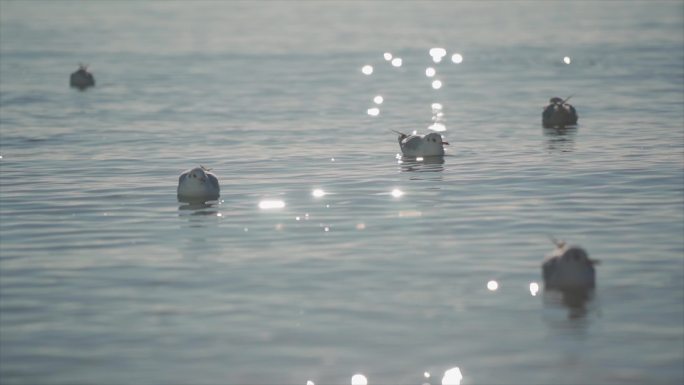 大海 海鸥 海浪 光影