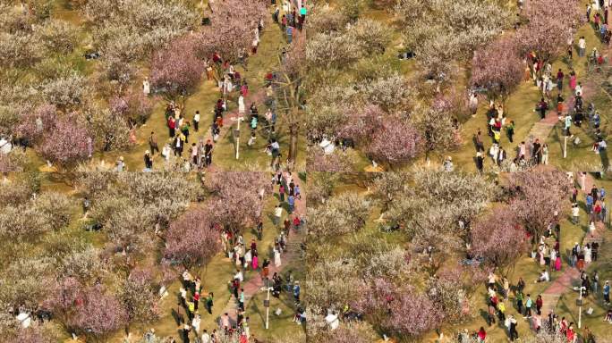 中国广东省广州市黄埔区市民广场梅花盛开