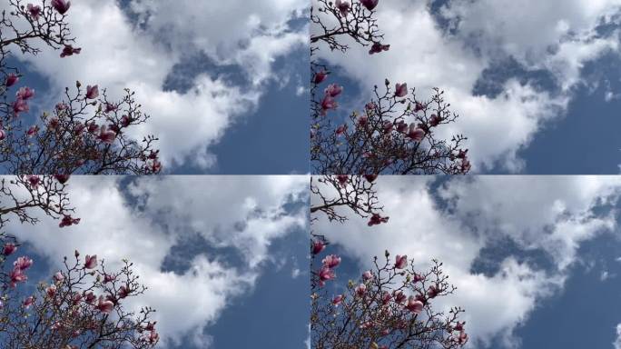 蓝天 白云 花朵